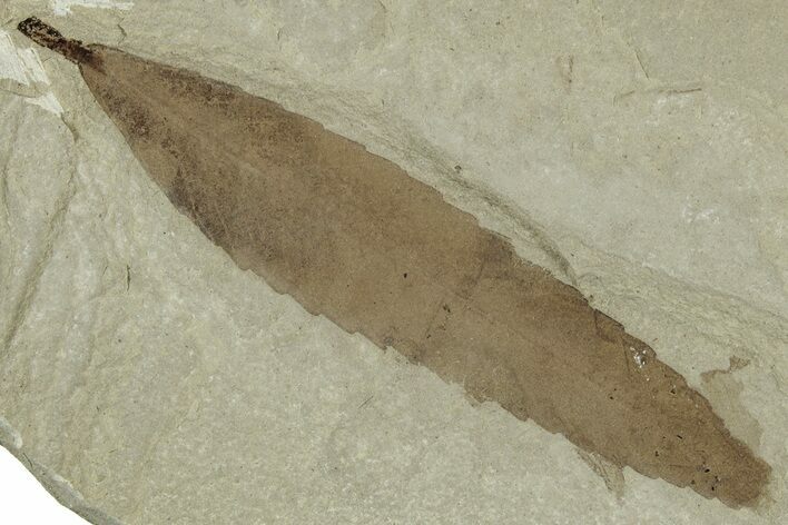 Fossil Leaf (Cedrelospermum) - Green River Formation, Utah #325585